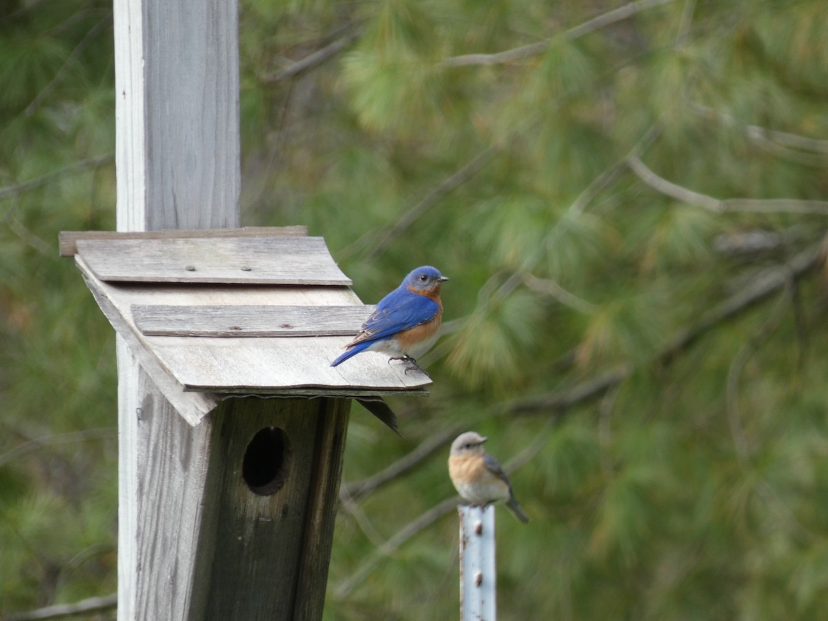 Eastern Bluebird - Mary Getchell