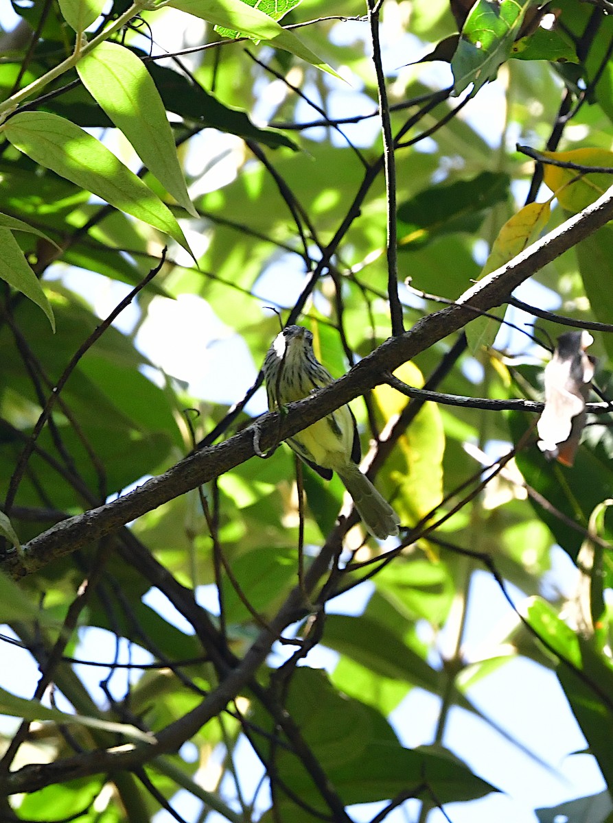 Streak-capped Antwren - Xyko Paludo