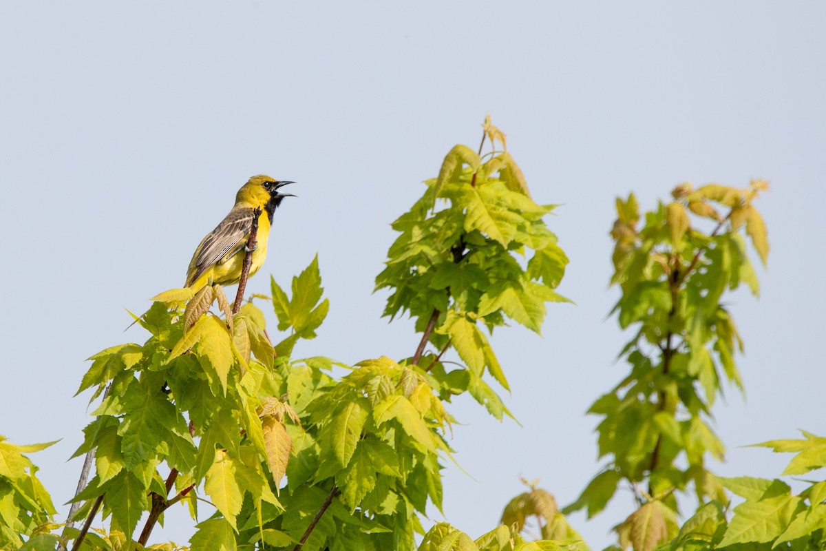 Orchard Oriole - ML619080009