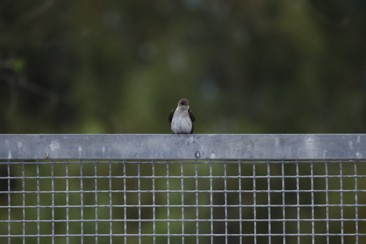 Northern Rough-winged Swallow - Margaret Brown