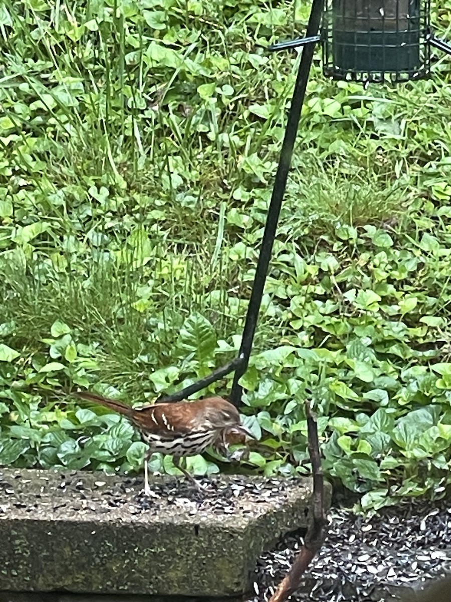 Brown Thrasher - Josephine King