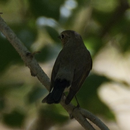 Taiga Flycatcher - Ling Gan