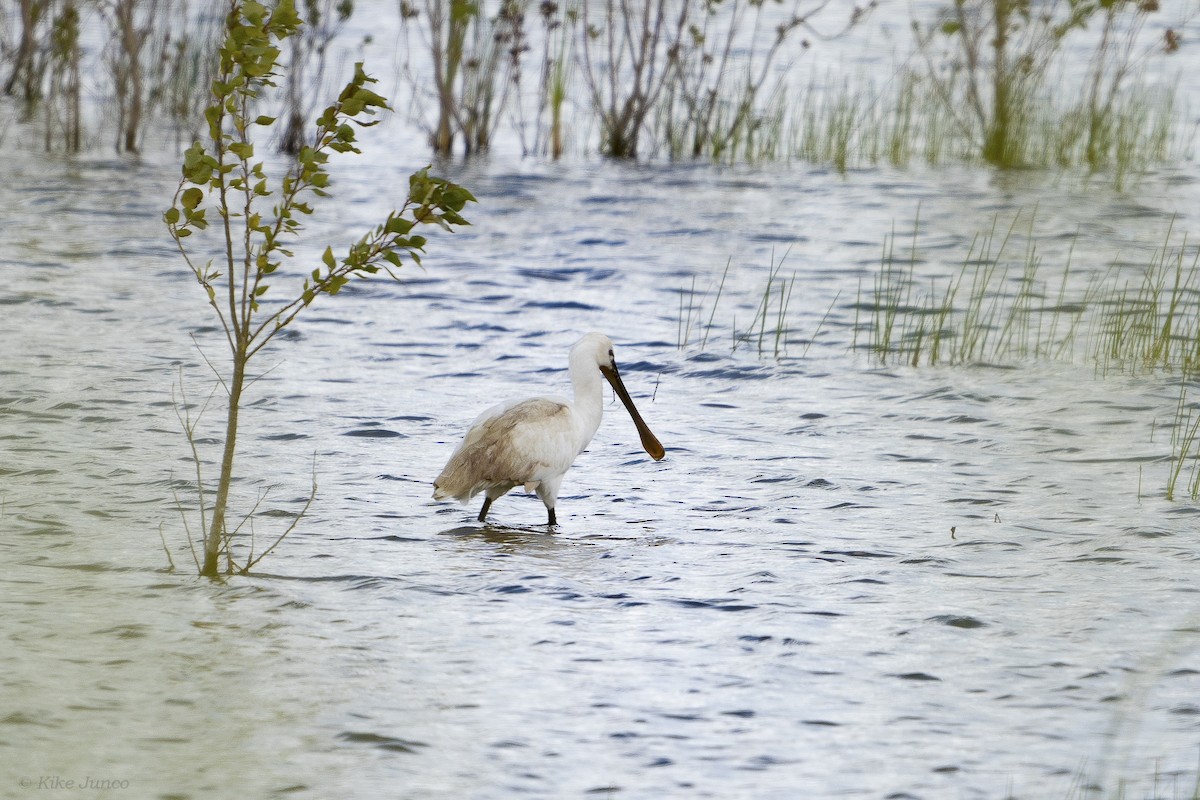 Eurasian Spoonbill - Kike Junco