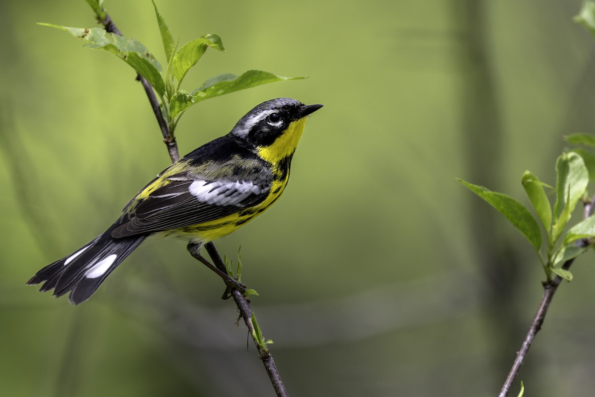 Magnolia Warbler - Seth Konner