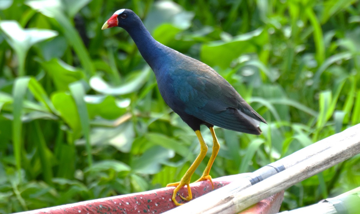 Purple Gallinule - ML619080117