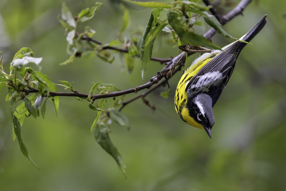 Magnolia Warbler - Seth Konner