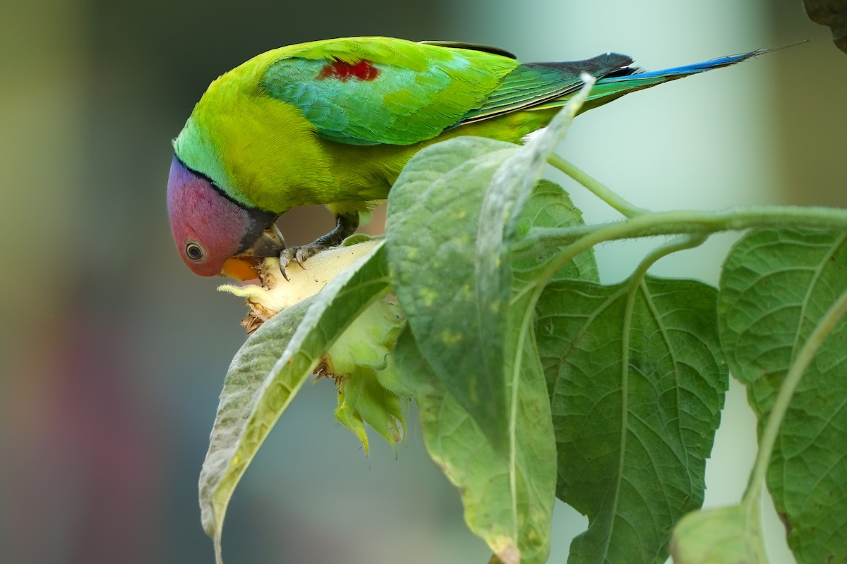 Plum-headed Parakeet - Anisuzzaman Babla