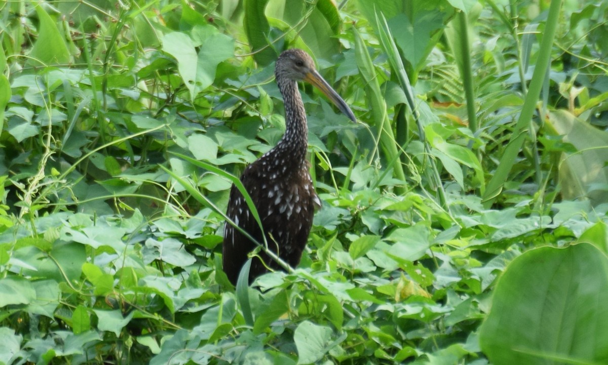 Limpkin - Nestor Herrera