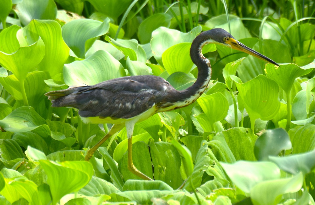 Tricolored Heron - ML619080131