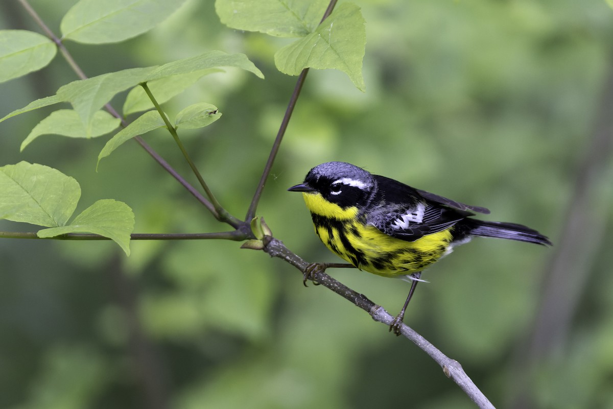 Magnolia Warbler - Seth Konner