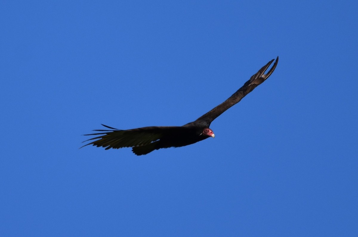 Urubu à tête rouge - ML619080137