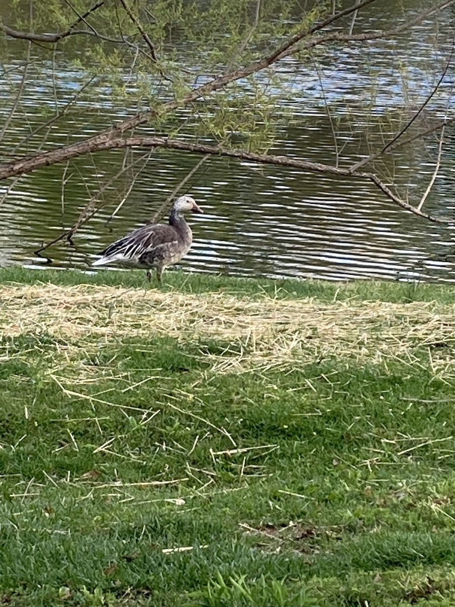 Snow Goose - Mary Parks