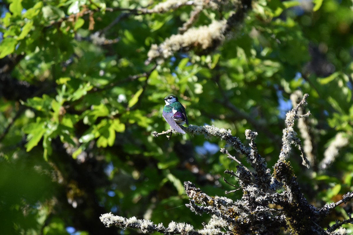 Violet-green Swallow - ML619080146