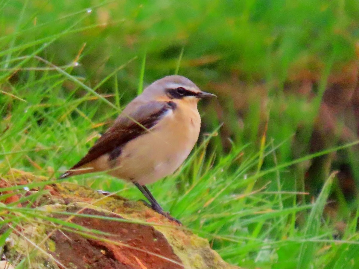 Northern Wheatear - Andrew Collins