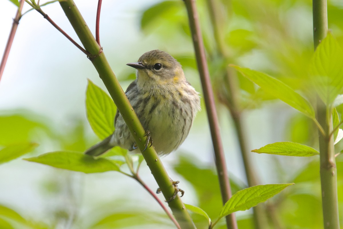 Cape May Warbler - Owen Strickland