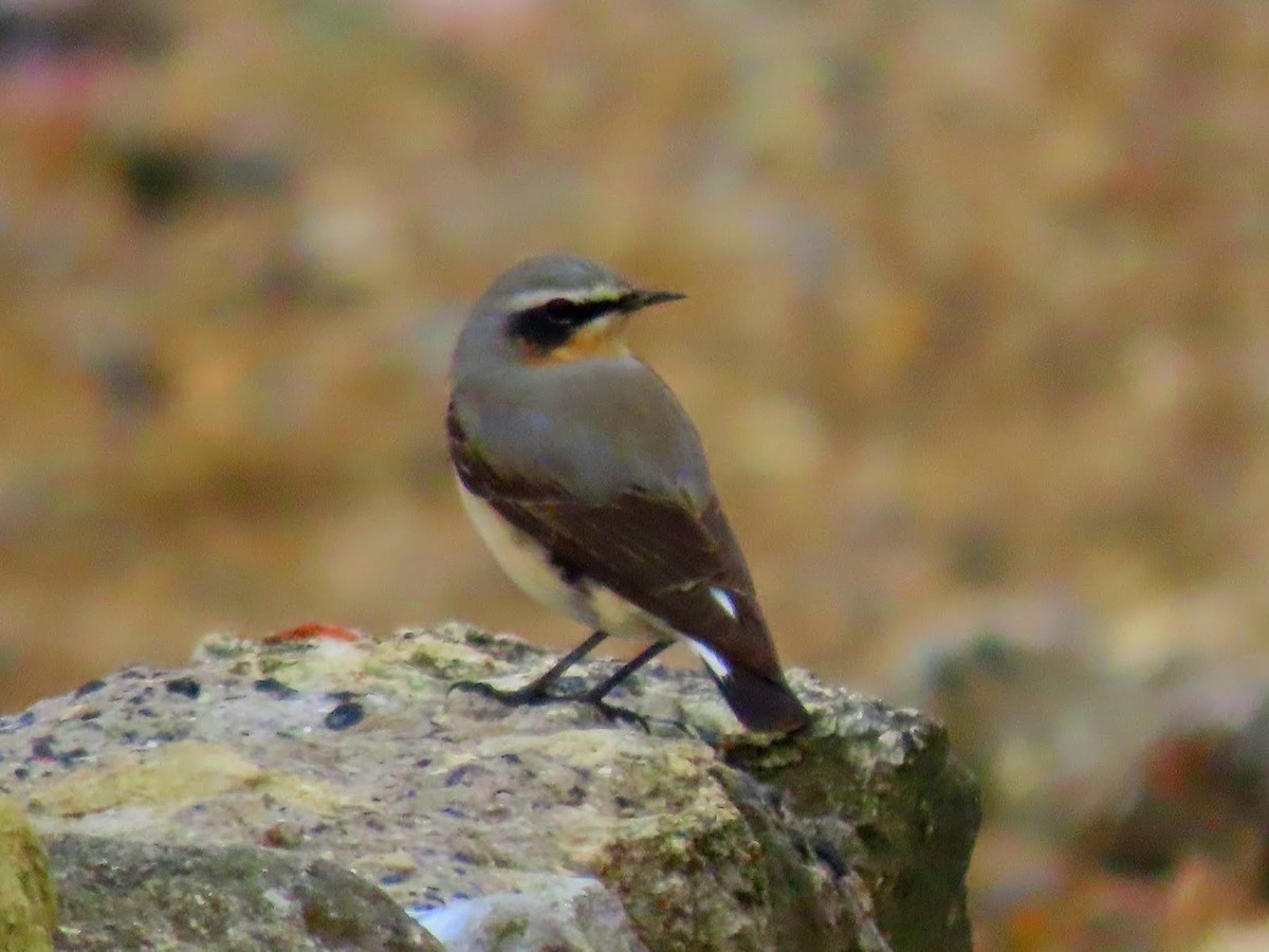 Northern Wheatear - Andrew Collins