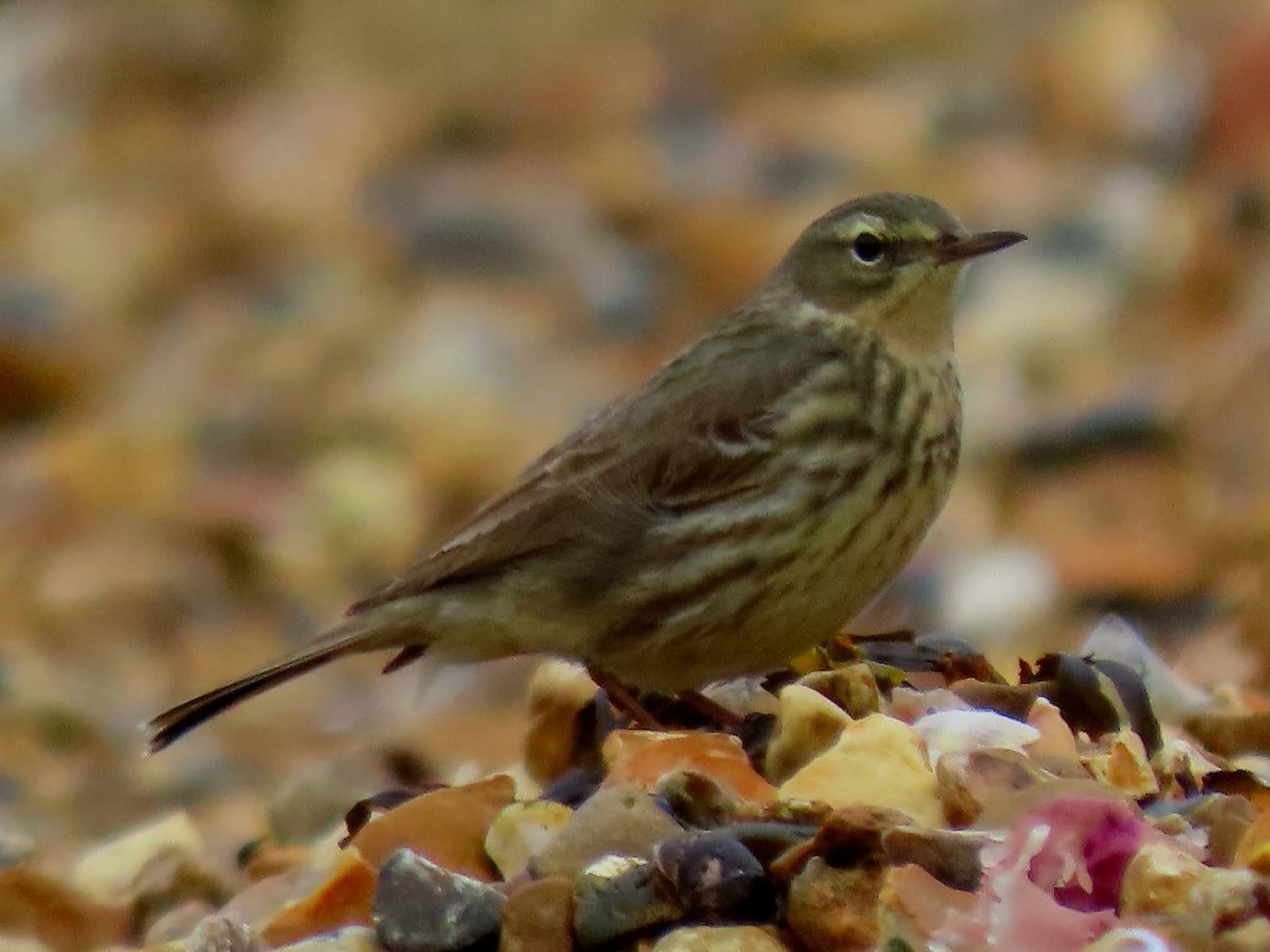 Rock Pipit - Andrew Collins