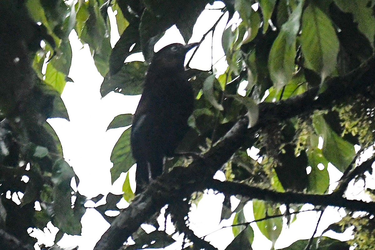 Blue-winged Laughingthrush - Sourashis Mukhopadhyay