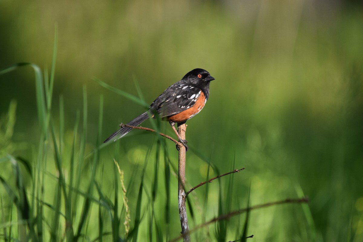 Spotted Towhee - ML619080167