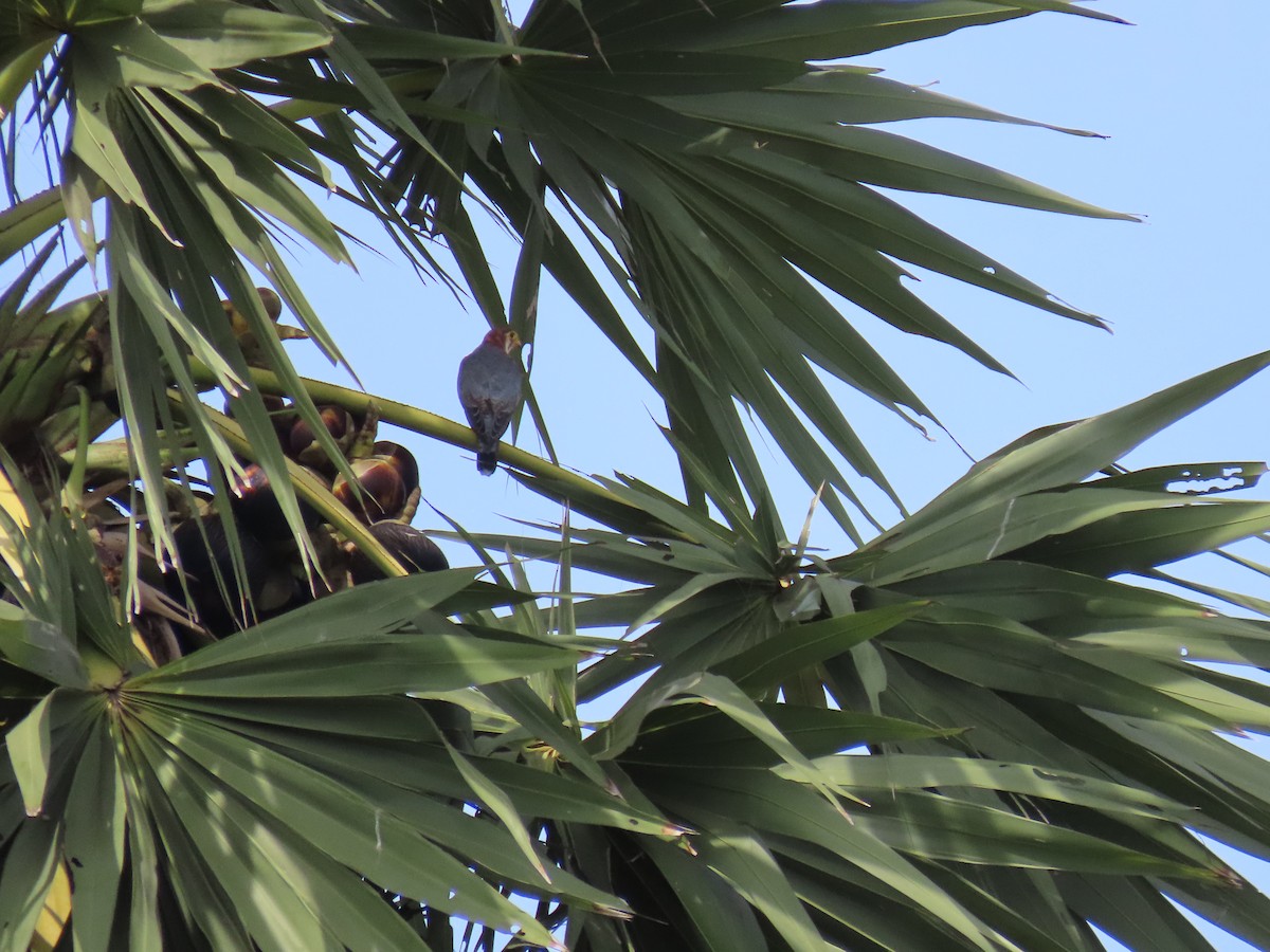 Red-necked Falcon - Surendhar Boobalan