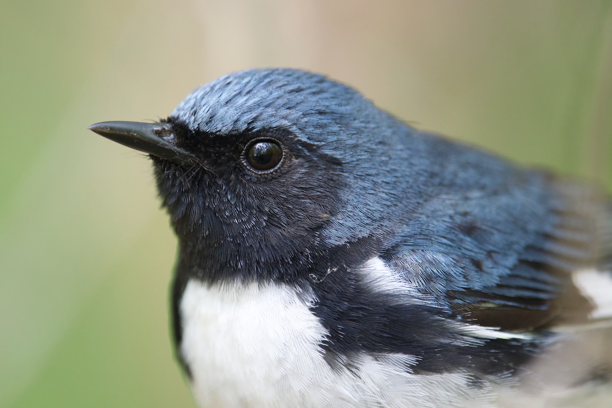 Black-throated Blue Warbler - Owen Strickland