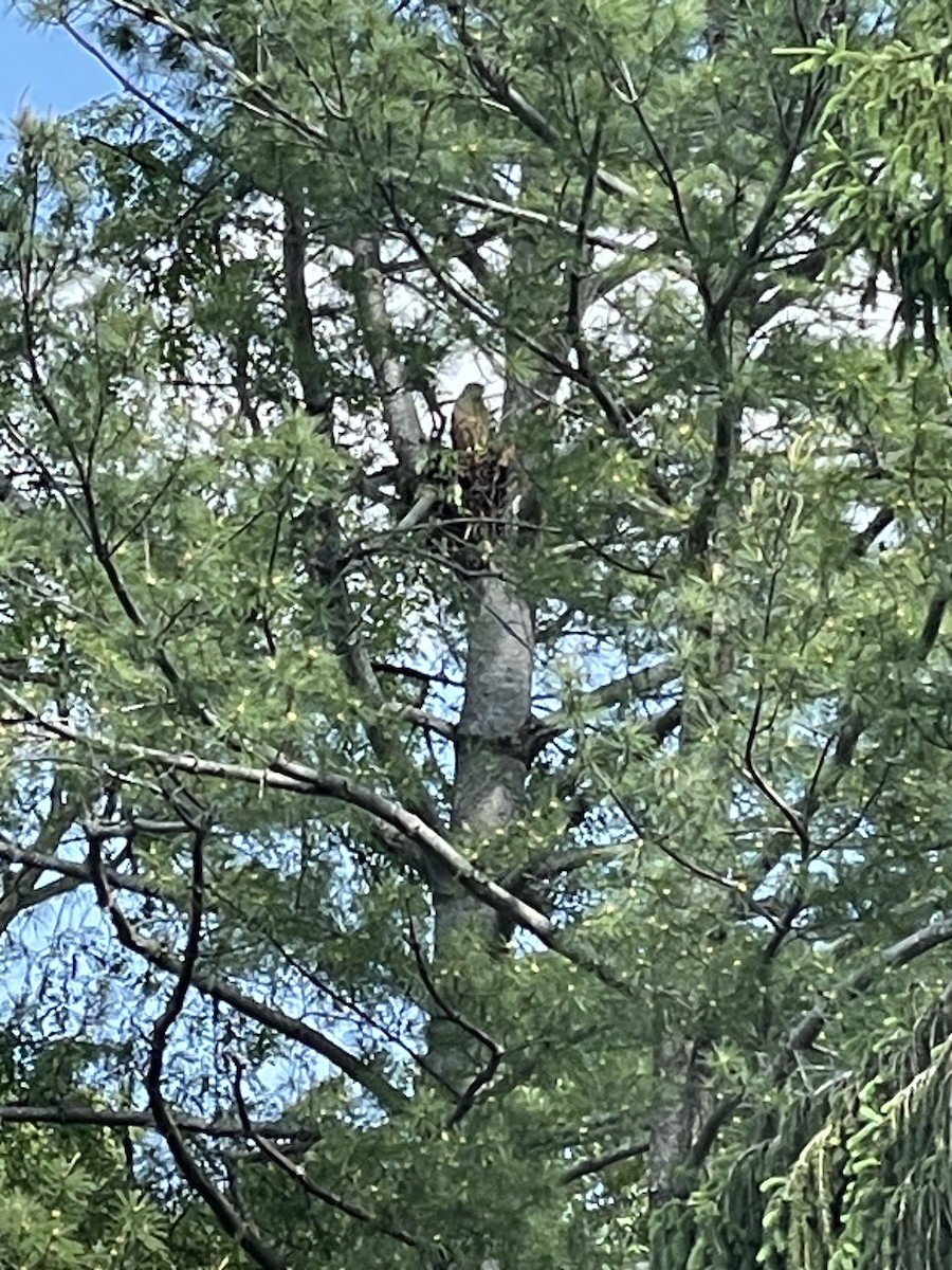 Red-shouldered Hawk - Josephine King