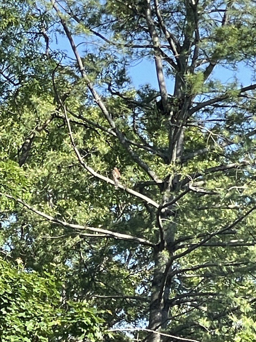 Red-shouldered Hawk - ML619080188