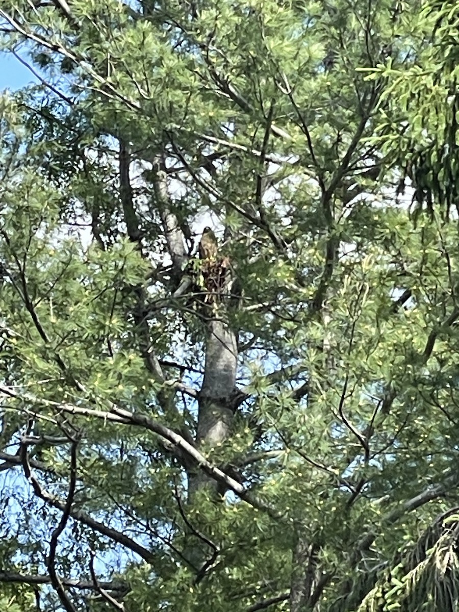 Red-shouldered Hawk - ML619080189