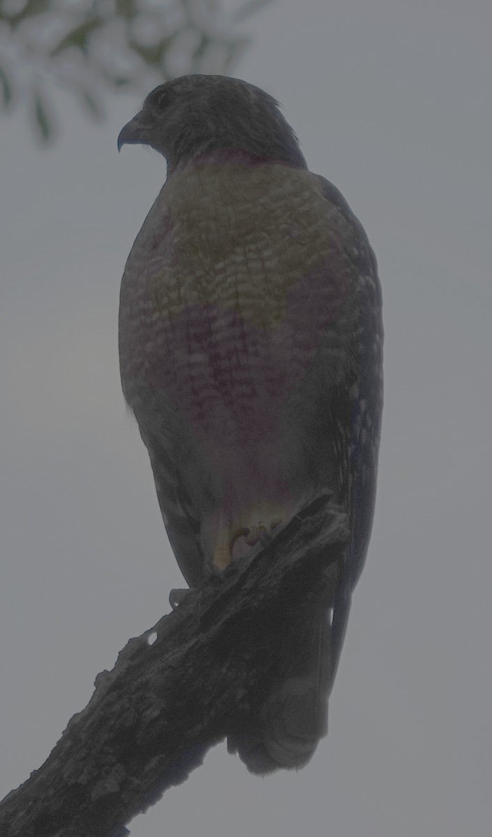 Red-shouldered Hawk - Lilian Saul