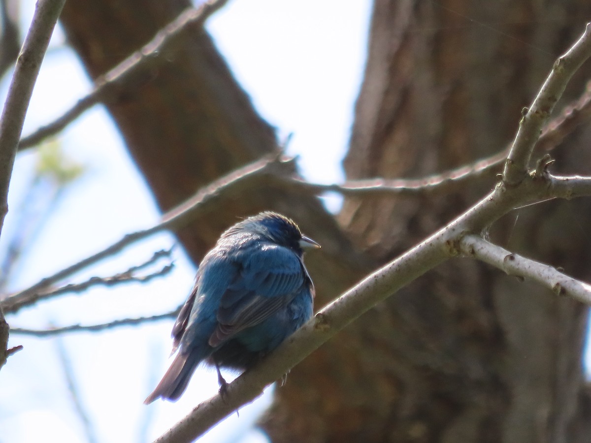 Indigo Bunting - Kim Springer