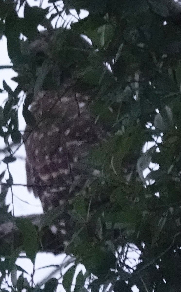 Barred Owl - ML619080211