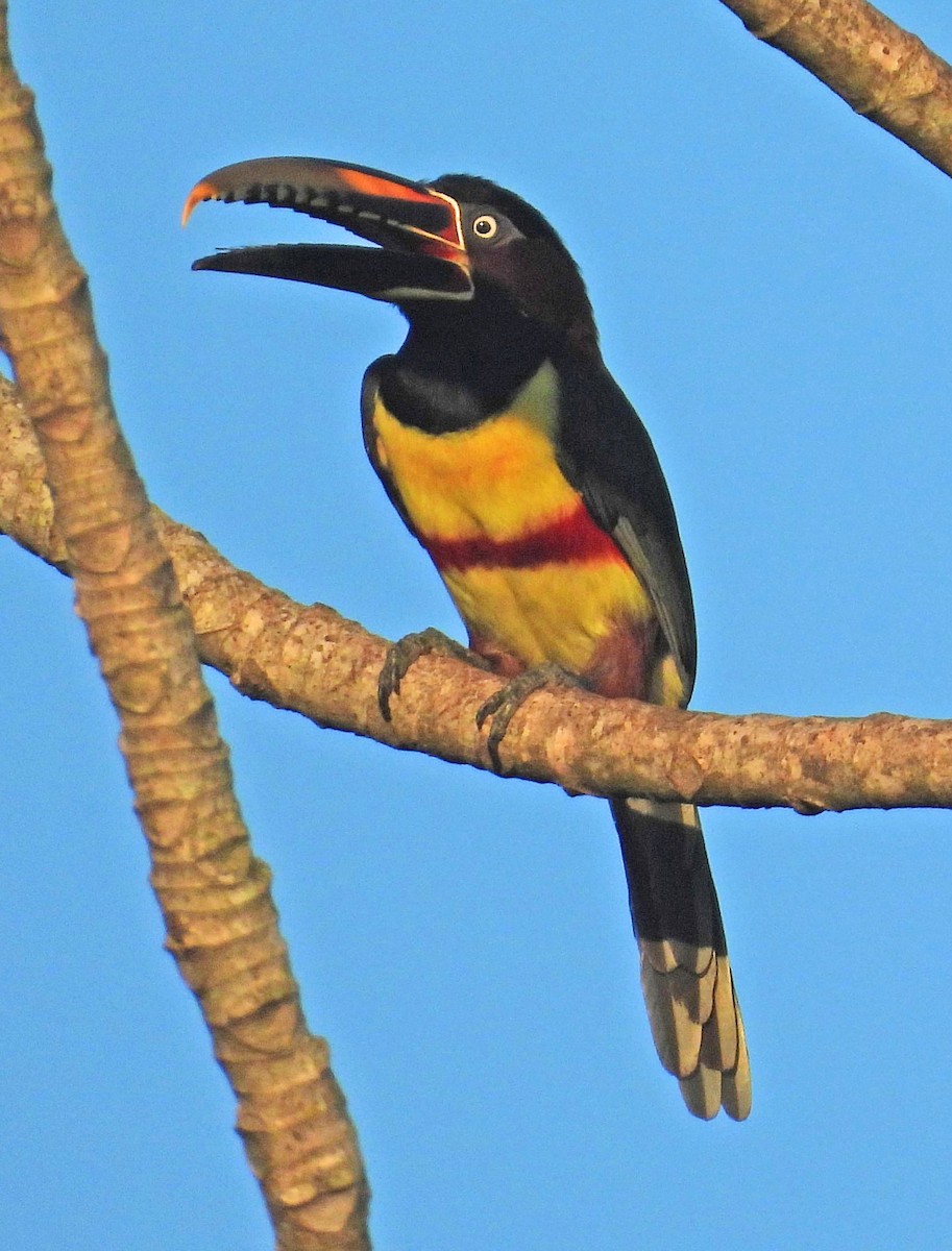 Chestnut-eared Aracari - Hugo Hulsberg