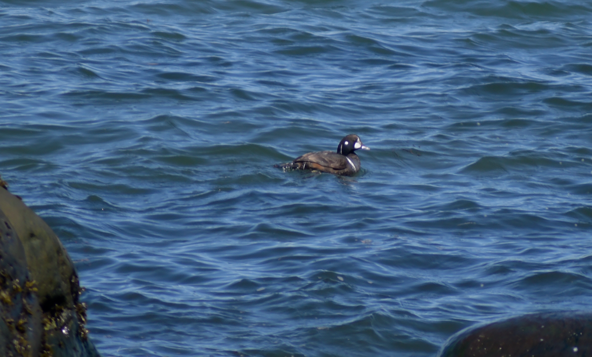 Harlequin Duck - Guillaume Perron