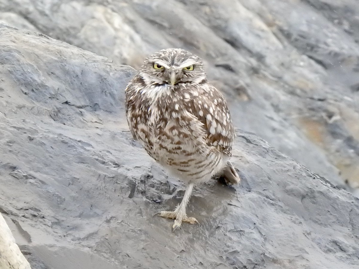 Burrowing Owl - Diane Jalbert