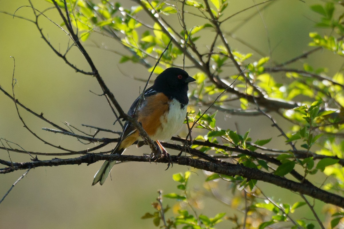 Spotted Towhee - ML619080249