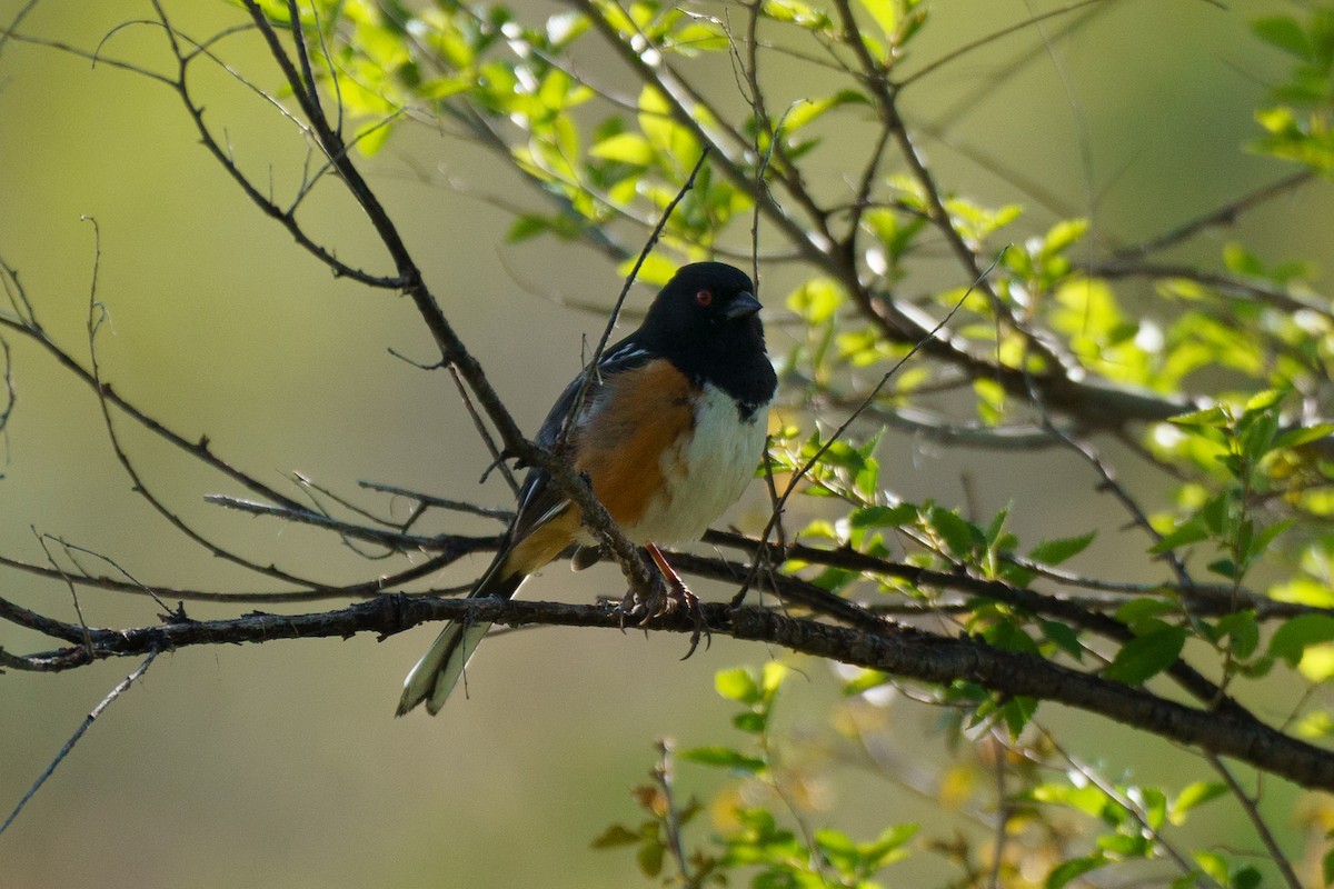 Spotted Towhee - ML619080250