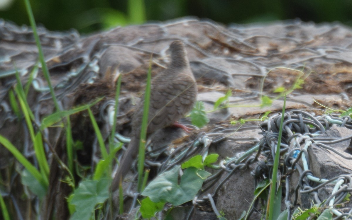 Inca Dove - ML619080267