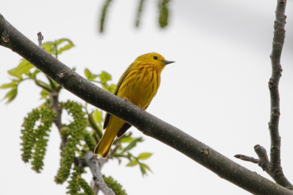 Yellow Warbler - Catherine Holland