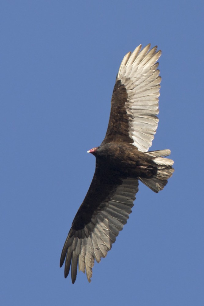 Turkey Vulture - pierre martin