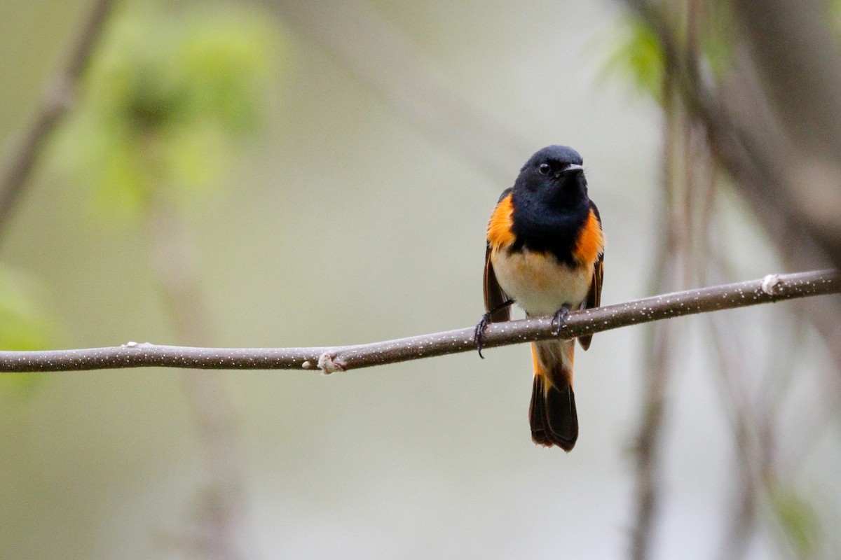 American Redstart - ML619080287