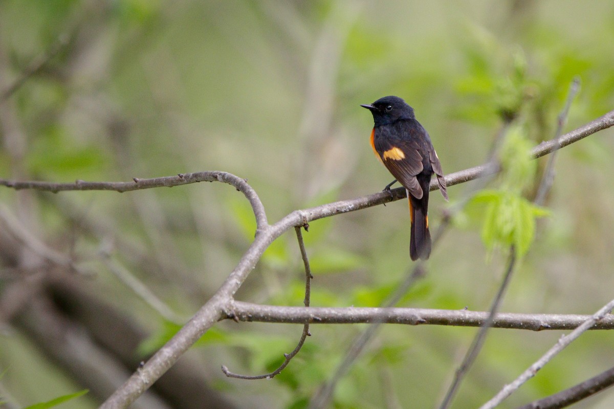 American Redstart - ML619080288