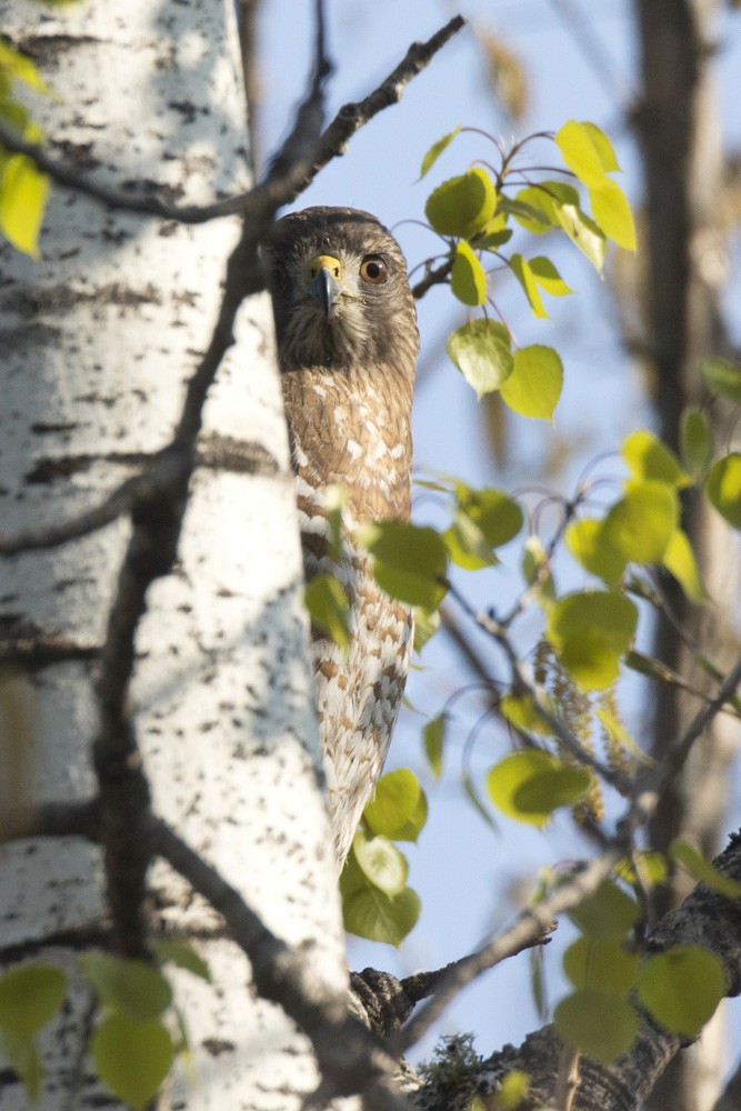 Broad-winged Hawk - pierre martin