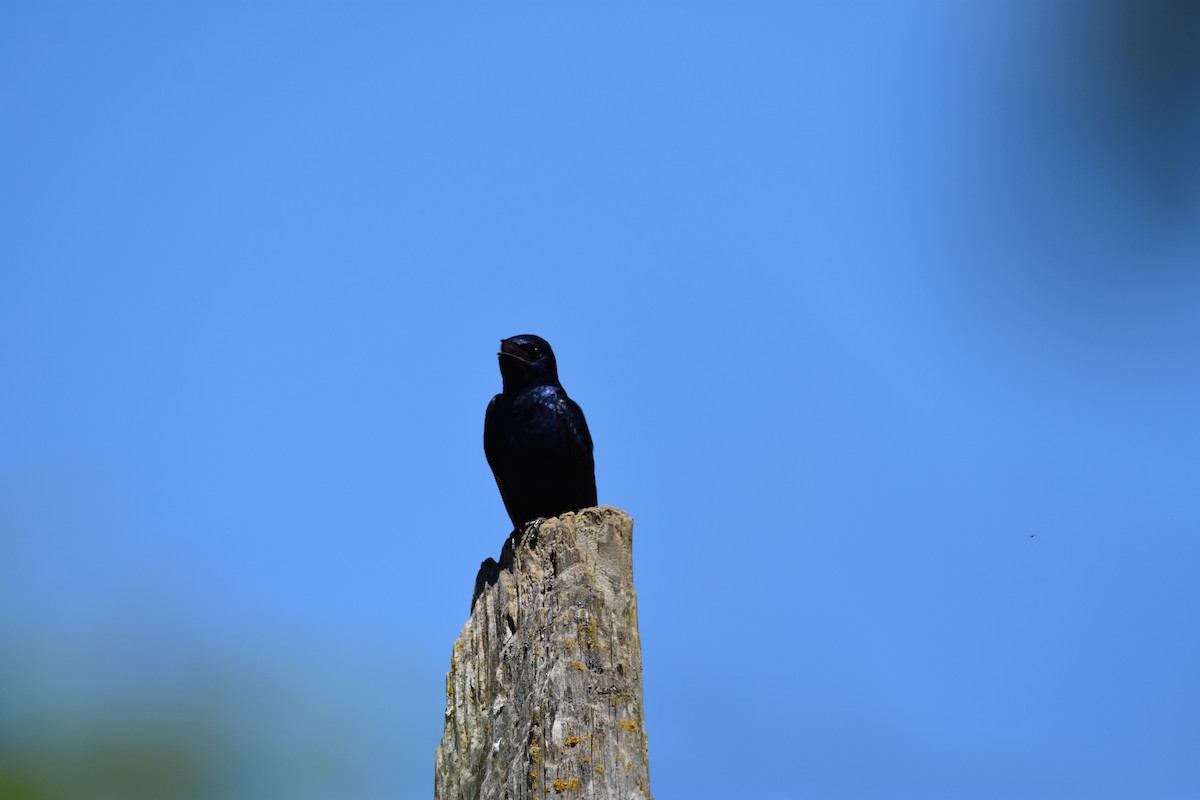 Purple Martin - ML619080291