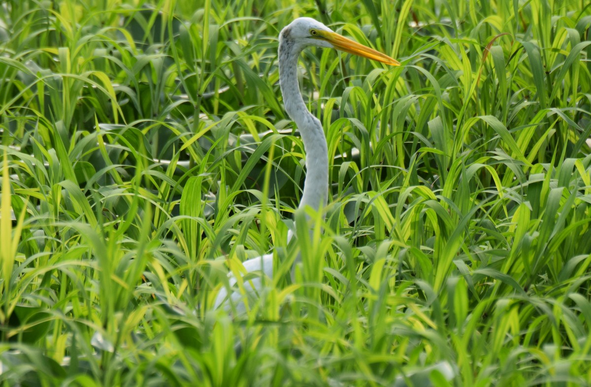 Great Egret - ML619080299