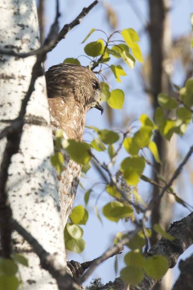 Broad-winged Hawk - pierre martin