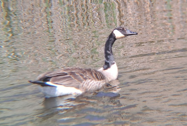 Canada Goose - ML619080304