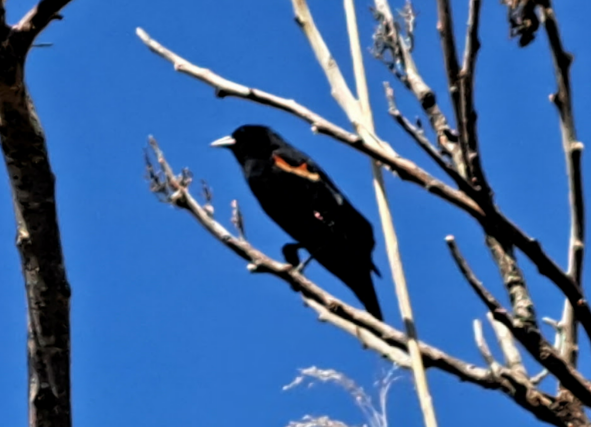 Red-winged Blackbird - ML619080319