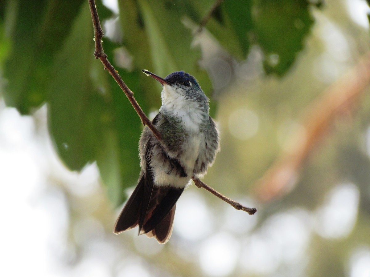 Azure-crowned Hummingbird - Chico Muñoz