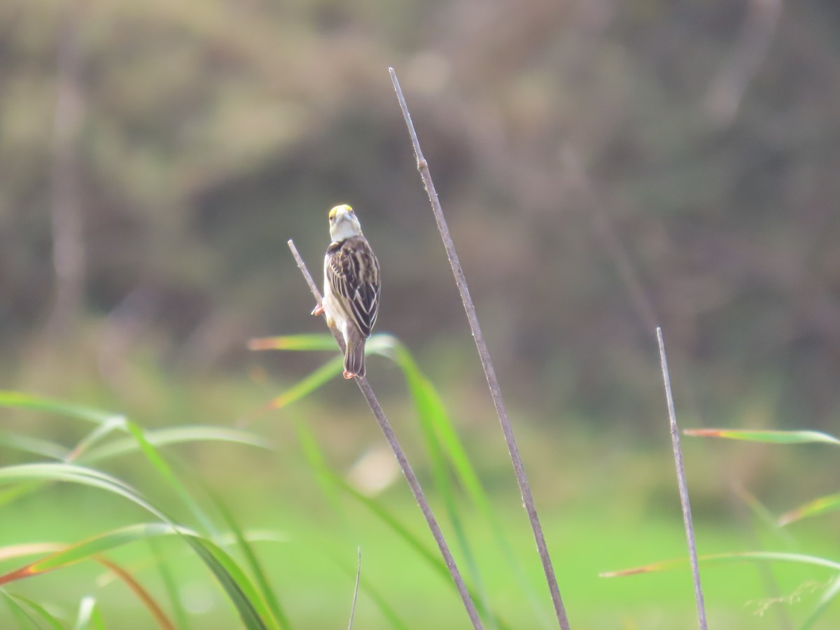 Black-breasted Weaver - Surendhar Boobalan