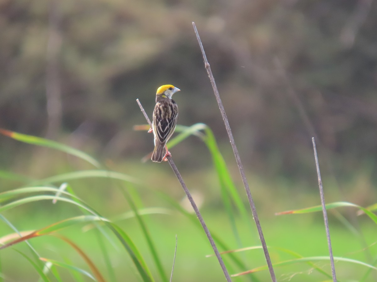 Black-breasted Weaver - Surendhar Boobalan